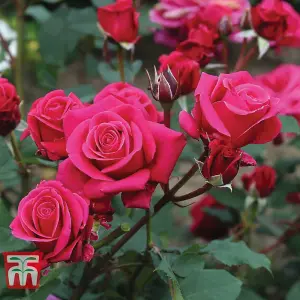 Rose (Rosa) (Hybrid Tea) Home Florist Timeless Charisma 2 Bare Roots