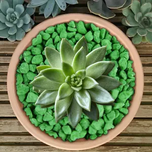 5kg Green Coloured Plant Pot Garden Gravel - Premium Garden Stones for Decoration