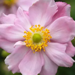 Anemone Queen Charlotte - Elegant Pale Pink Blooms, Moderate Height (15-30cm Height Including Pot)