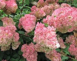 Direct Plants Hydrangea Vanilla Fraise Garden Shrub Plant 30-50cm Large Supplied in a 3 Litre Pot