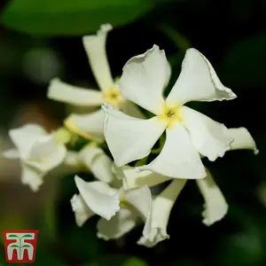 Fragrant Trachelospermum Jasminoides - Star Jasmine - 2 Litre Potted Plant x 2 - Ideal for Trellis, Fences & Obelisks