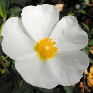 Cistus Corbariensis - Evergreen, White Flowers, Compact Size (20-30cm Height Including Pot)