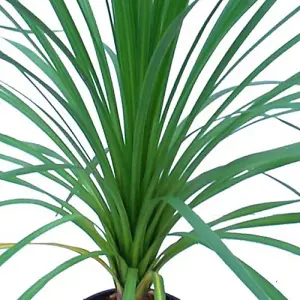 Cordyline Australis Garden Plant - Striking Foliage, Architectural Beauty (15-30cm Height Including Pot)