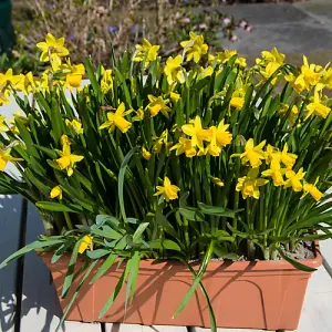 25 x Tete a Tete daffodil Bulbs - Dwarf Daffodil Bulbs - Narcissus Bulbs - Spring Bulbs for Planting Now