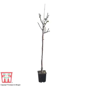 Green Fig - Standard Tree - 5 Litre Potted Plant x 1