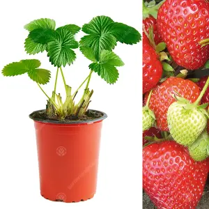 Strawberry Cambridge Favourite - Outdoor Fruit Plants for Gardens, Pots, Containers (9cm Pots, 5 Pack)