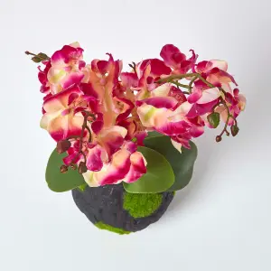 Homescapes Cream and Pink Phalaenopsis Artificial Orchid with Natural Base, 60 cm Tall