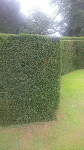 20-30cm Yew (Taxus Baccata) Evergreen Bare Root Hedging Plants - Pack of 10