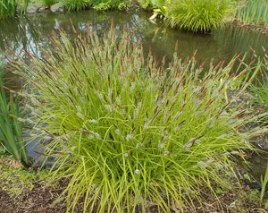 Carex Elata 'Aurea' - Bowles's Golden Sedge 'Aurea' Sedge - 3 Plants in 9cm Pots