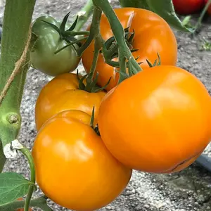 Tomato Lemonita F1 1 Seed Packet