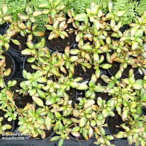 Coprosma repens Lemon & Lime 9cm Potted Plant x 1