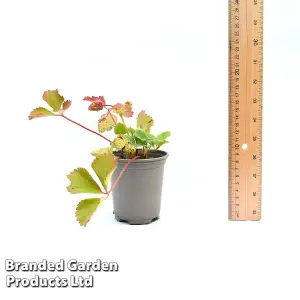 Grow Your Own Fruit  Strawberry (Fragaria) Honeoye 9cm Taupe Pot x 3