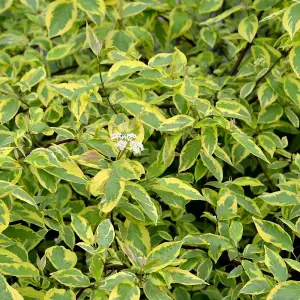 Cornus Alba Gouchaultii 3.6 Litre Potted Plant x 1