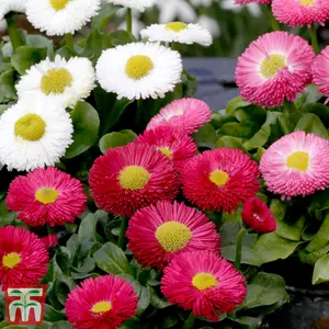 Bellis Monstrosa Mix 1 Seed Packet (200 Seeds)