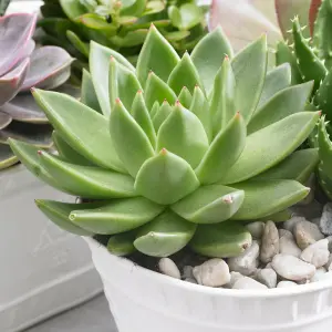 Echeveria 'Miranda' - Stunning Rosette Succulent, Perfect for Indoor Gardens, Easy Care (10-20cm)