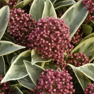 Perosa Japanese Skimmia Outdoor Shrub Plant Skimmia Japonica 1.5L Pot