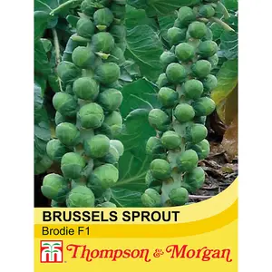 Brussels sprout Brodie F1 Hybrid 1 Seed Packet (35 Seeds)