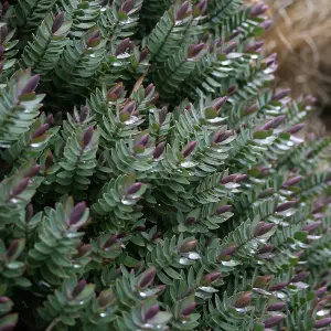 Hebe Red Edge Garden Plant - White Flower Spikes, Red Edged Foliage, Compact Size, Hardy (15-25cm Height Including Pot)