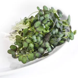 Microgreens Mizuna Red Empire F1 1 Seed Packet