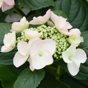 Hydrangea Sandra Garden Plant - Elegant Pink and White Blooms, Compact Size (20-30cm Height Including Pot)