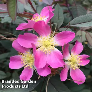 Red Leaf Rose (Hedging) - 1 Bare Root Plant