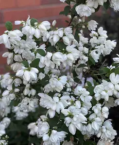 Philadelphus Little White Love - Mock Orange supplied in a 9cm pot