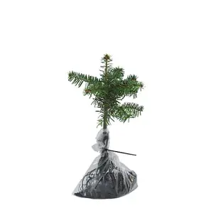 Abies Korean Fir Tree - 2 Bare Root Plants