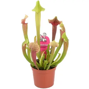 Sarracenia Smoorii - Evergreen Indoor Home Office Carnivorous Pitcher Plant, Easy to Grow (20-30cm Height Including Pot)