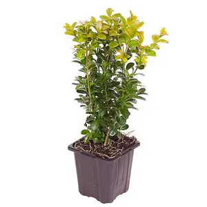 Buxus Sempervirens Hedging in 9cm Pots (Pack of 25)