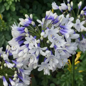 Agapanthus Twister - Gorgeous Flowers, Ideal for UK Patio and Gardens, Compact Size (20-30cm Height Including Pot)