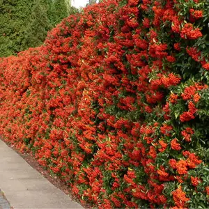 Pyracantha Red Column Garden Plant - Compact Size, Vibrant Red Berries (20-40cm, 50 Plants)