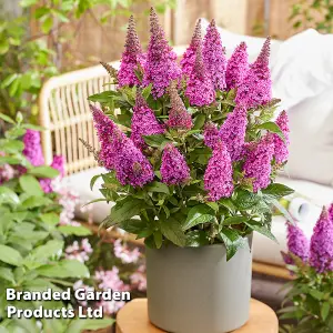 Buddleja Butterfly Candy Little Cerise 9cm Potted Plant x 1