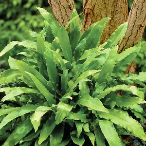 Pack of 3 Evergreen Hardy Ferns in 9cm Pots Ferns Plants Outdoor Garden Ready Perfect for Garden Shaded Areas