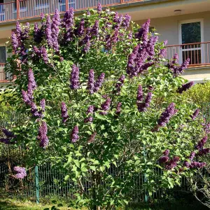 Syringa Andenken an Ludwig Spath Tree - Scented Lilac-Purple Flowers, Heart-Shaped Foliage (5-6ft)