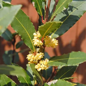 Bay - Laurus Nobilis Bush 10.5cm Potted Plant x 3