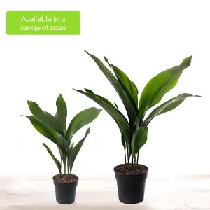 Aspidistra Elatior - Hardy and Low-Maintenance Indoor Plant for Interior Spaces (50-60cm Height Including Pot)