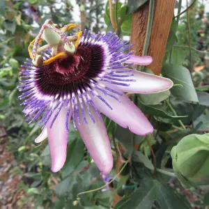 Passiflora Damsels Delight Garden Plant - Exotic Blooms, Compact Size (20-30cm Height Including Pot)