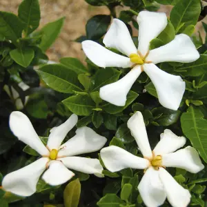 Gardenia jasminoides Pinwheel in a 9cm pot