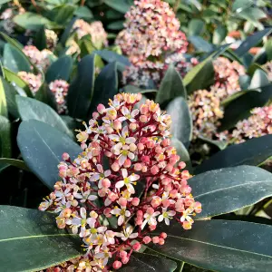 Skimmia Rubella Plant in 2L Pot with Hessian Gift Wrap - Evergreen Outdoor Shrub - Easy to Grow Christmas Gardening Gift