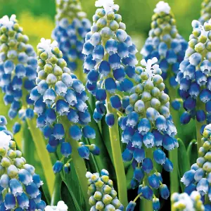 15 x Muscari Grape Hyacinth Spring Bulb Mix - Mixed Spring Outdoor Flowering Perennials - Grow in Beds, Borders & Patio Pots