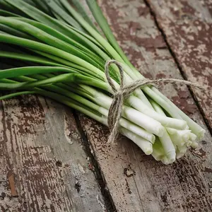 Organic Spring Onion White Lisbon 1 Seed Packet (400 Seeds)