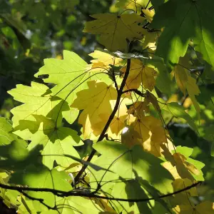 Hedge Field Maple (Acer campestre) 1 BR 40/60