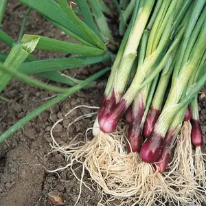 Spring Onion Lilia 1 Seed Packet