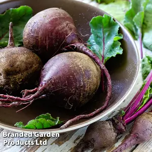 Beetroot Beta vulgaris Jolie F1 1 Seed Packet (140 Seeds)