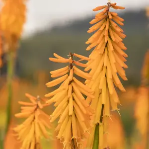 Kniphofia Mango Popsicle Garden Plant - Vibrant Orange Flowers, Compact Size (15-25cm Height Including Pot)