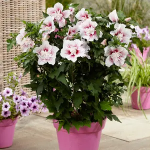 Hibiscus Starburst Chiffon in a 3L Pot Hibiscus Plants for Gardens