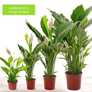 Spathiphyllum Peace Lily - Graceful and Purifying Indoor Plant for Interior Spaces (80-90cm Height Including Pot)