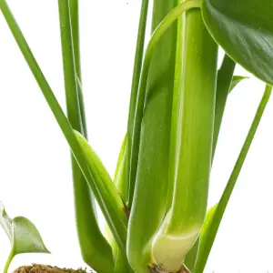 Monstera Deliciosa - Tropical Foliage Icon for Indoor Gardens (14cm, 40-50cm)