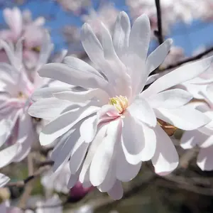 Magnolia Stellata 3 Litre Potted Plant x 1