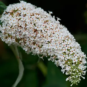 Buddleia White Profusion Garden Plant - Abundant White Blooms, Attracts Butterflies (15-30cm Height Including Pot)